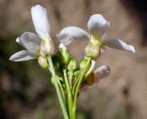 Cardamine californica