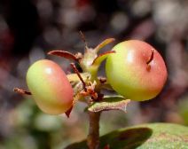 Arctostaphylos osoensis
