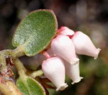Arctostaphylos osoensis