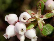 Arctostaphylos osoensis