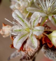 Eriogonum parvifolium