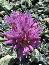 Allium siskiyouense