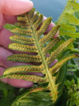 Polypodium calirhiza