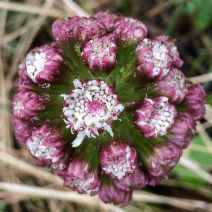 Petasites frigidus var. palmatus