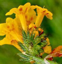 Amsinckia intermedia