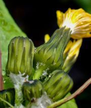 Sonchus oleraceus