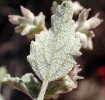 Condea emoryi
