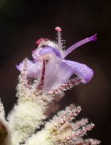 Condea emoryi