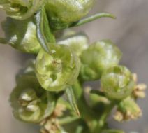 Hymenoclea salsola