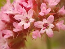 Chorizanthe staticoides