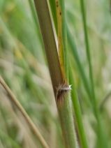 Festuca californica