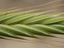 Brachypodium distachyon