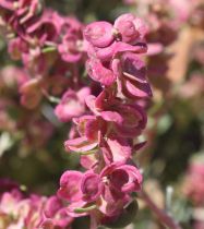 Grayia spinosa