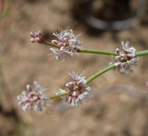 Eriogonum baileyi