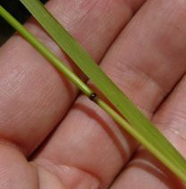 Festuca elmeri