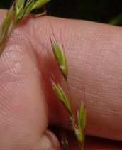 Festuca elmeri