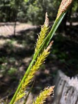 Carex mendocinensis