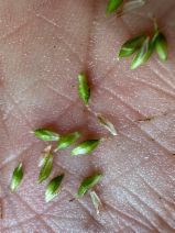 Carex mendocinensis