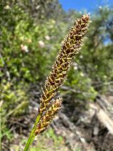 Carex scabriuscula