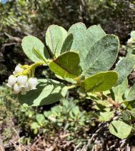 Arctostaphylos klamathensis
