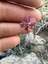 Silene grayi