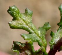 Senecio vulgaris