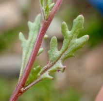 Senecio aphanactis