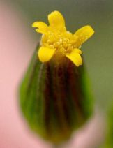 Senecio aphanactis