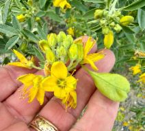 Cleomella arborea var. globosa