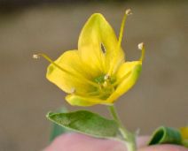 Cleomella arborea var. globosa