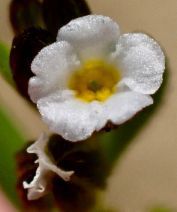 Plagiobothrys acanthocarpus