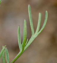 Lepidium nitidum