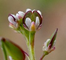 Lepidium nitidum