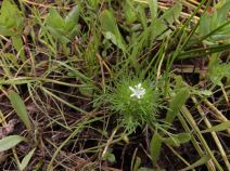 Navarretia leucocephala ssp. bakeri