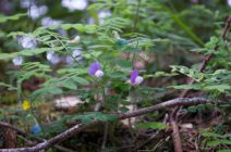 Lathyrus torreyi