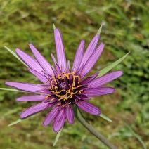 Tragopogon porrifolius