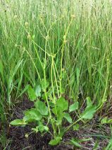 Sanicula maritima