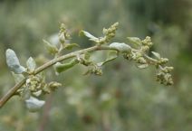 Atriplex lentiformis