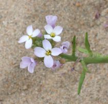 Cakile maritima