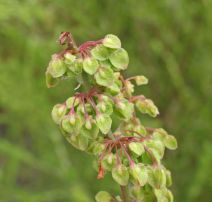Rumex crispus
