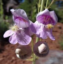 Penstemon palmeri