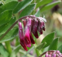 Vicia benghalensis