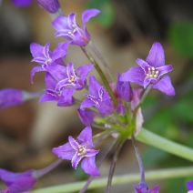 Allium crispum