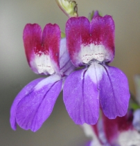 Collinsia heterophylla