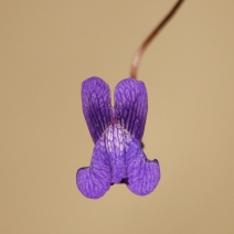 Antirrhinum kelloggii