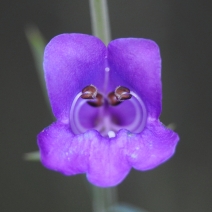 Penstemon heterophyllus var. heterophyllus