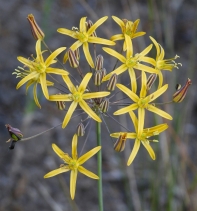 Bloomeria crocea var. aurea