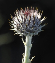 Cirsium occidentale var. lucianum
