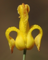 Ehrendorferia chrysantha