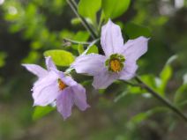Solanum umbelliferum var. umbelliferum